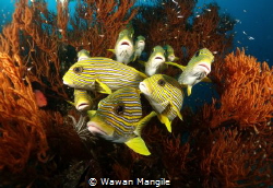 Sweet Lips by Wawan Mangile 